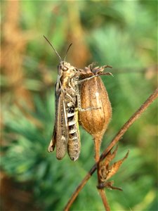 Nachtigall-Grashüpfer (Chorthippus biguttulus) in Hockenheim