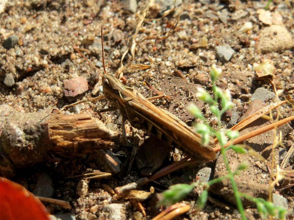 Nachtigall-Grashüpfer ? (Chorthippus biguttulus) in der Schwetzinger Hardt