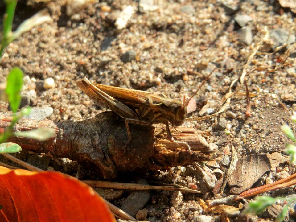 Nachtigall-Grashüpfer ? (Chorthippus biguttulus) in der Schwetzinger Hardt