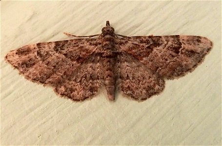 Gymnoscelis rufifasciata ?