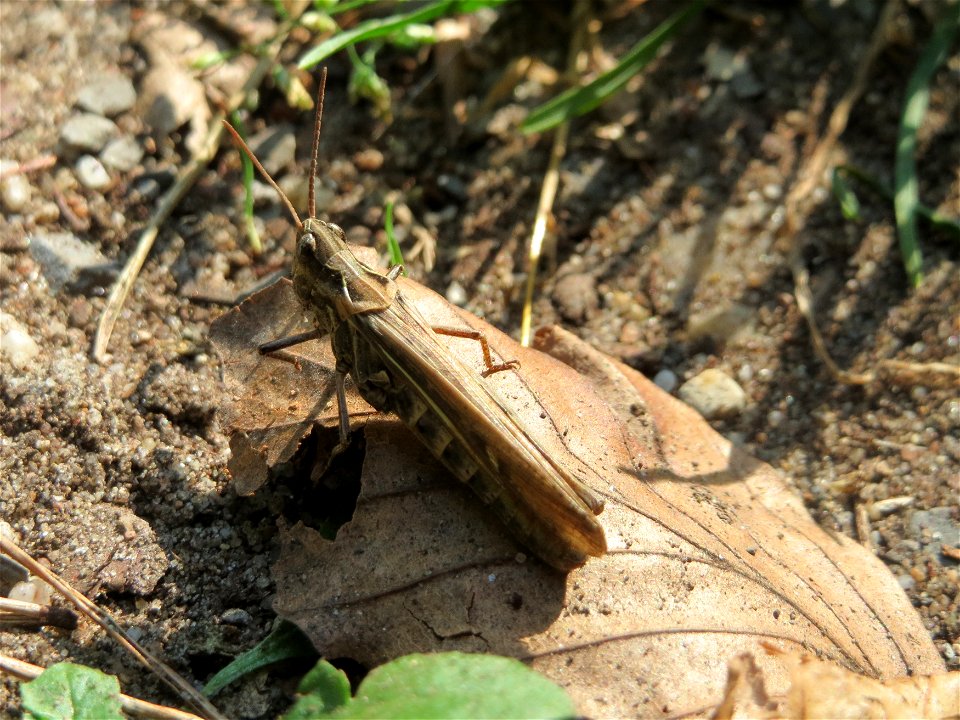 Nachtigall-Grashüpfer ? (Chorthippus biguttulus) in der Schwetzinger Hardt
