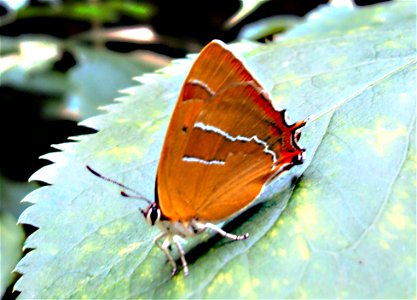 motýl ostruháček březnový z Podkomorských lesů, Česká republika, jižní Morava photo
