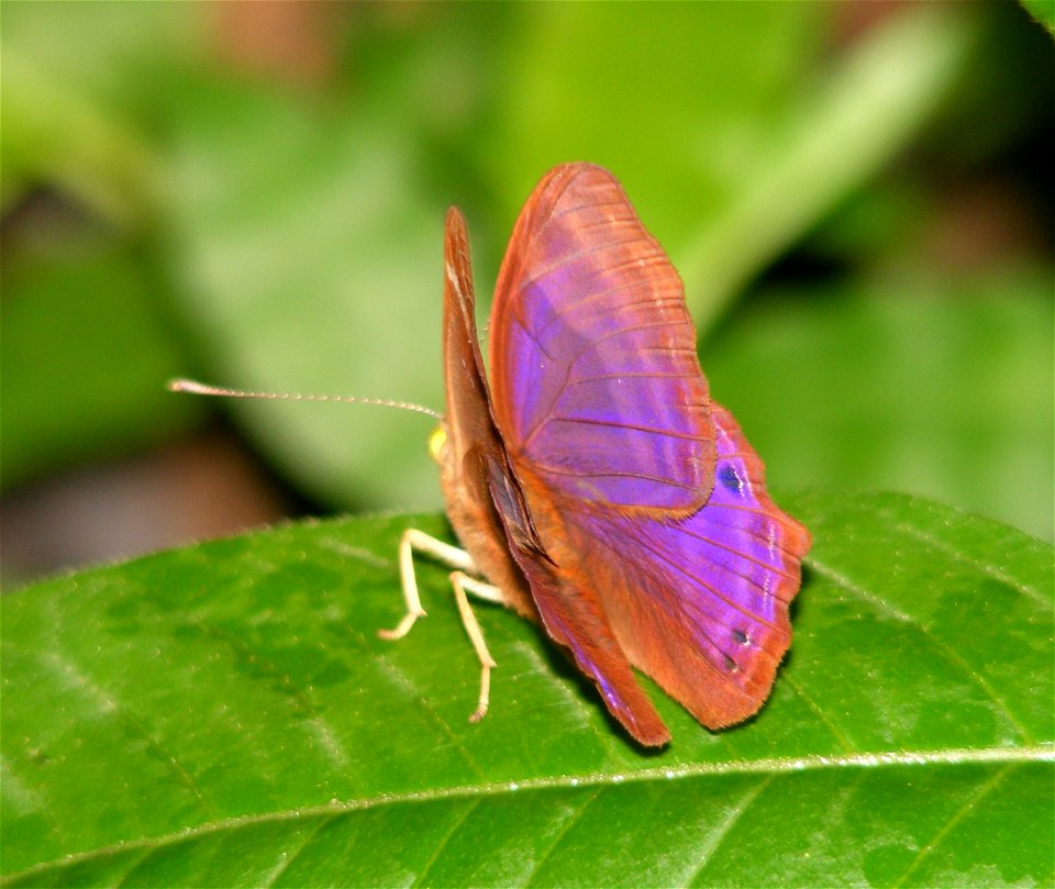 Plum Judy_Abisara echerius