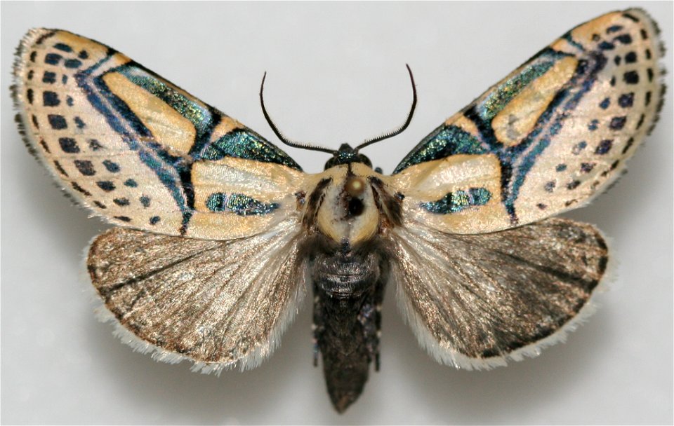 Hieroglyphic Moth (Diphthera festiva)