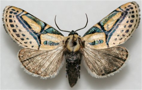 Hieroglyphic Moth (Diphthera festiva) photo