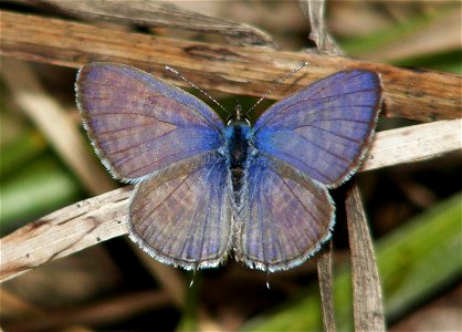 Zebra Blue (Leptotes plinius)_Male photo