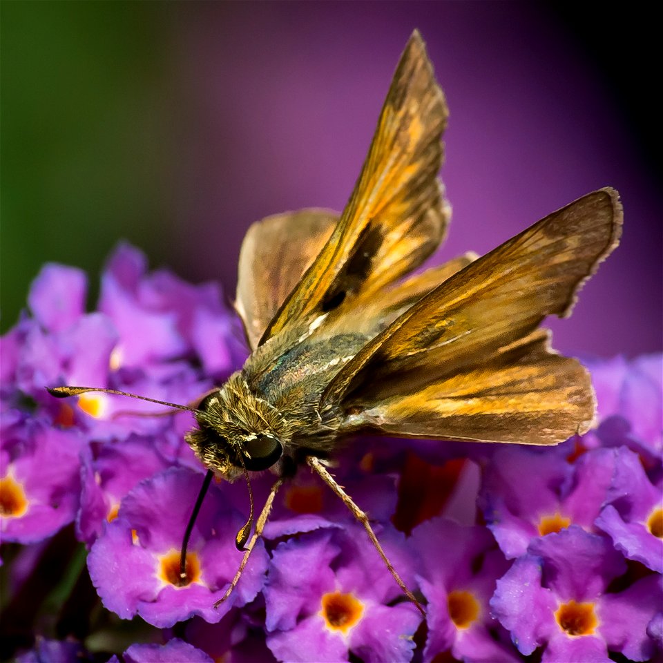 A Sachem Butterfly or Skipper (Atalopedes campestris). Photo taken with an Olympus E-5 in Caldwell County, NC, USA.Cropping and post-processing performed with Adobe Lightroom.