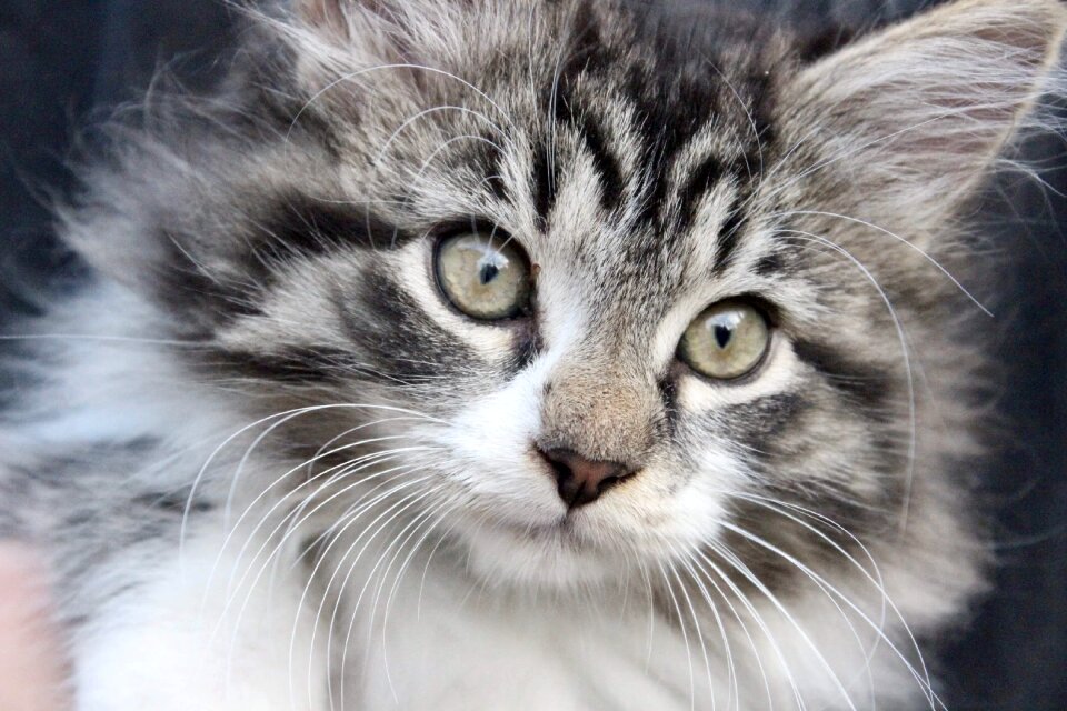Cat cute adorable