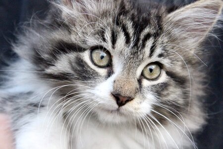Cat cute adorable