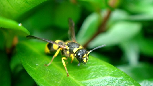 A European tube wasp (Ancistrocerus gazella) on a leaf. Photo taken at the University of Auckland's Tamaki Campus on 10 March 2009.