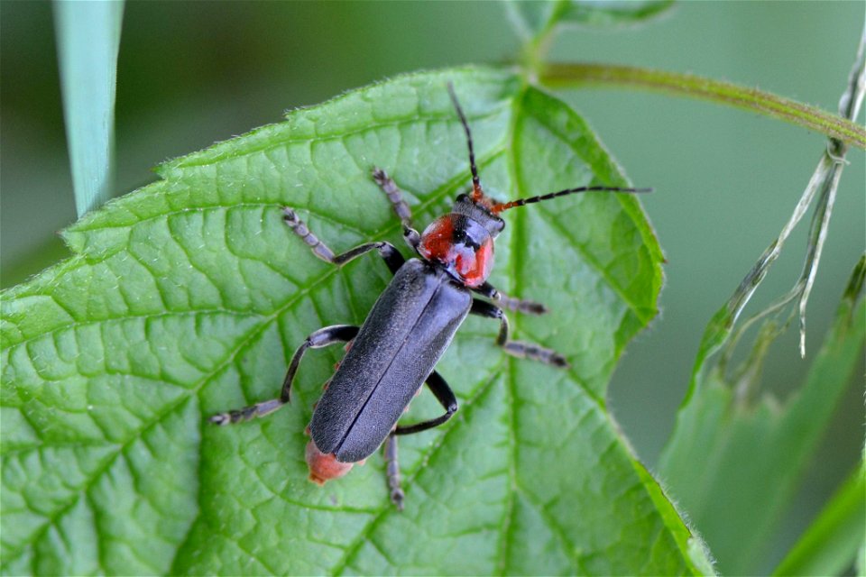 Dark Sailor Beetle (Cantharis fusca)