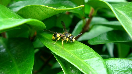 A European tube wasp (Ancistrocerus gazella) on a leaf. Photo taken at the University of Auckland's Tamaki Campus on 10 March 2009.