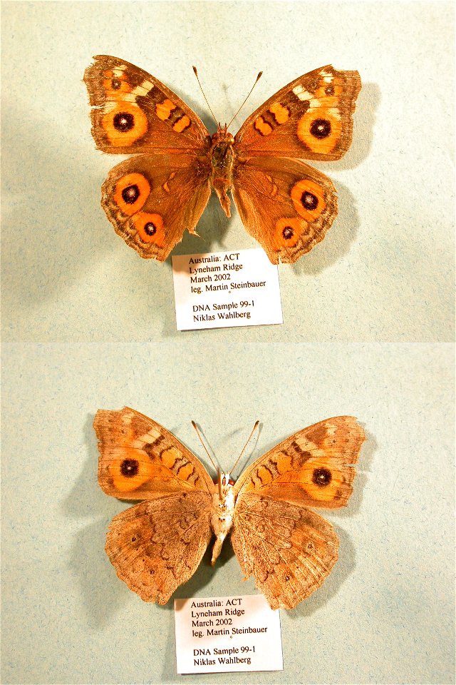 AUSTRALIA.  Canberra, Lyneham Ridge,  JEB 2007,  Exemplar,  <a href="http://nymphalidae.utu.fi/story.php?code=NW99-1" rel="nofollow">see in our database</a>