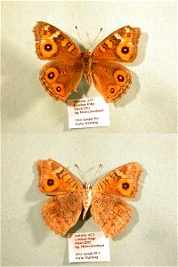 AUSTRALIA.  Canberra, Lyneham Ridge,  JEB 2007,  Exemplar,  <a href="http://nymphalidae.utu.fi/story.php?code=NW99-1" rel="nofollow">see in our database</a>