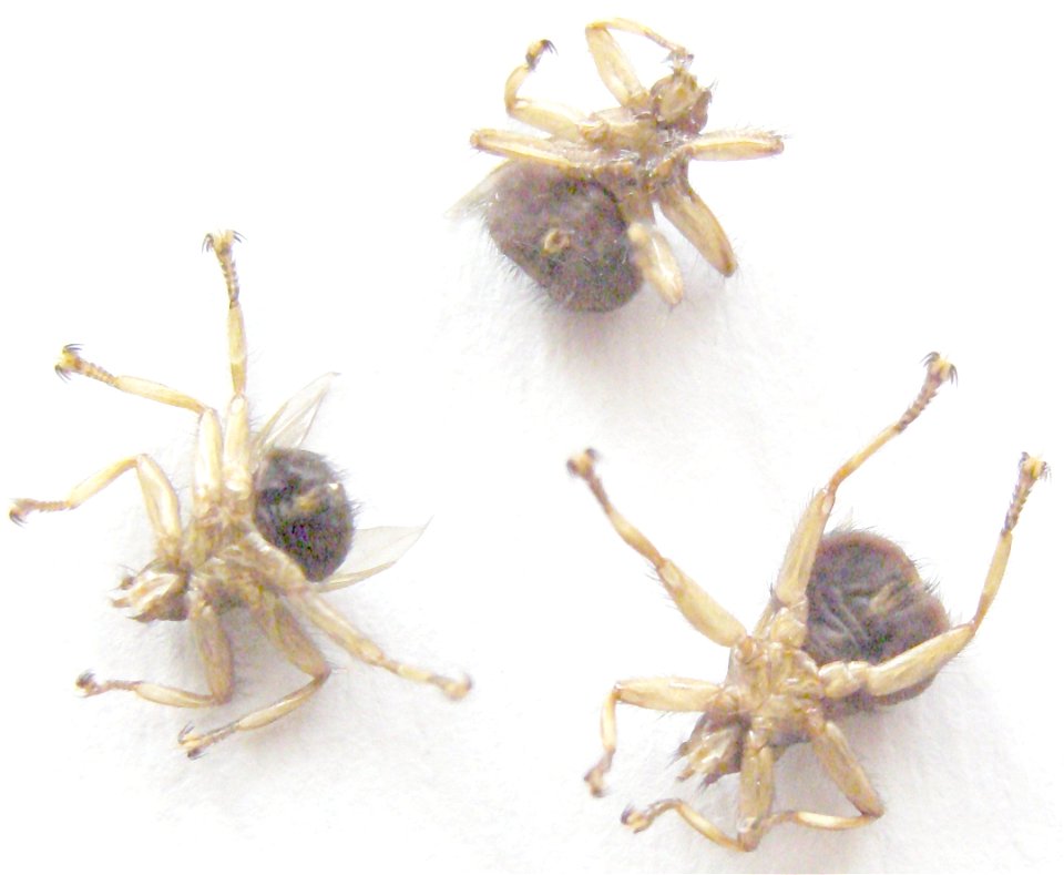 Crataerhina pallida