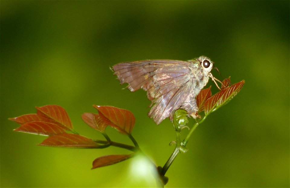 Egg laying on Pongamia pinnata shoots