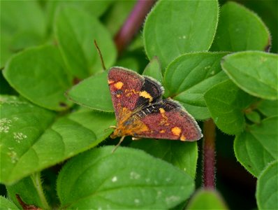 Mint Moth (Pyrausta aurata) photo