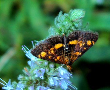 Motýl z Podkomorských lesů, Česká republika jižní Morava