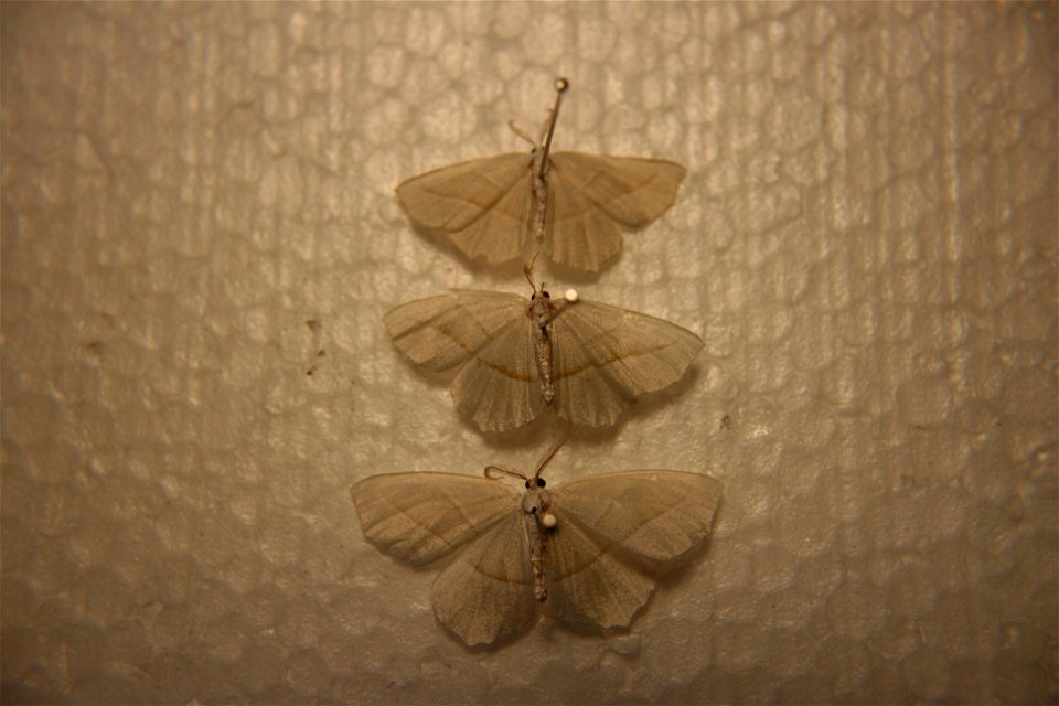 A Campaea margaritata in the Hough collection, caught August 28th, 2007.