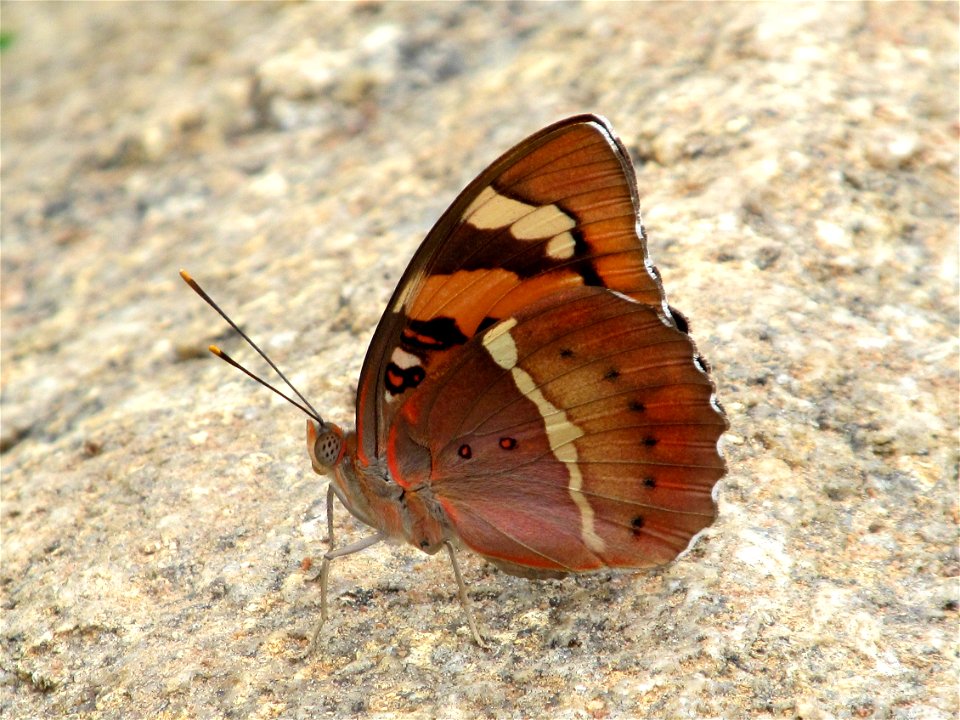 Baronet_Euthalia nais