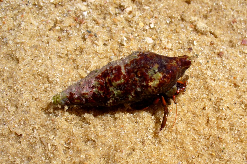 Hermit crab Clibanarius erythropus. The Black sea.
