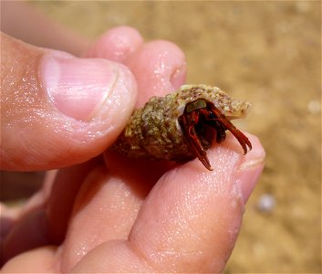 Hermit crab Clibanarius erythropus. The Black sea.