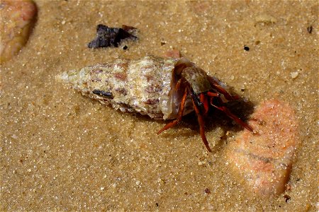 Hermit crab Clibanarius erythropus. The Black sea. photo