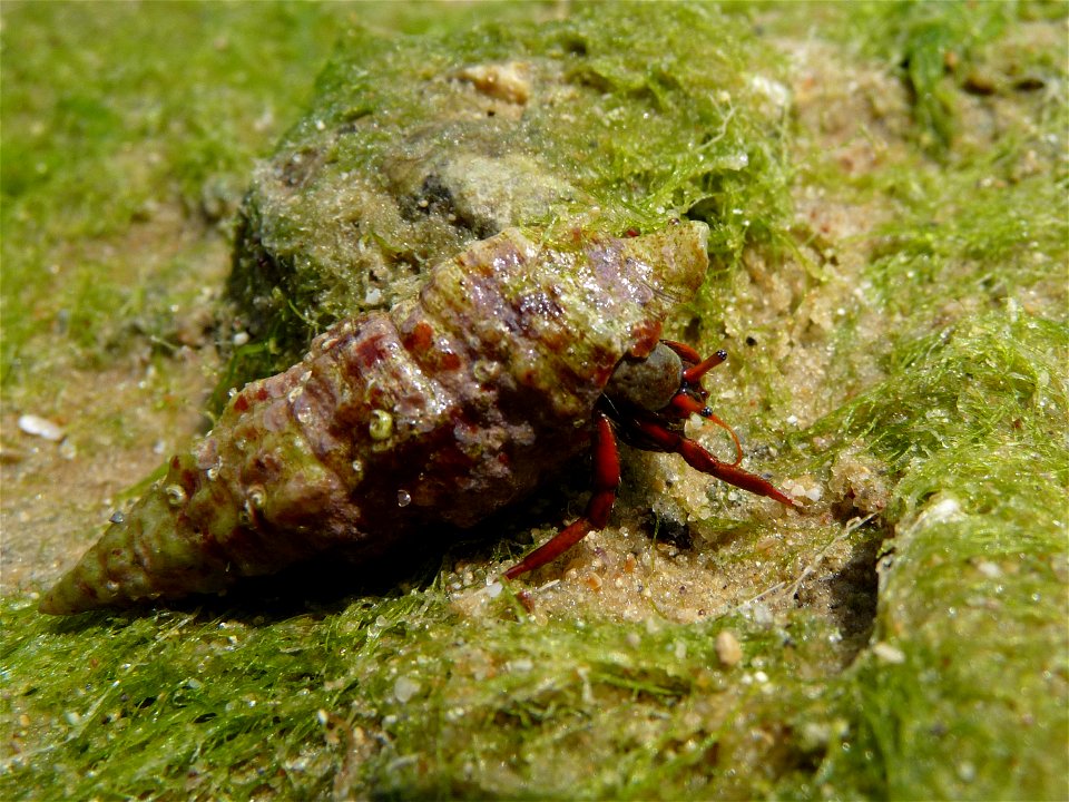 Hermit crab Clibanarius erythropus. The Black sea.