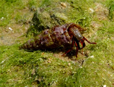 Hermit crab Clibanarius erythropus. The Black sea. photo