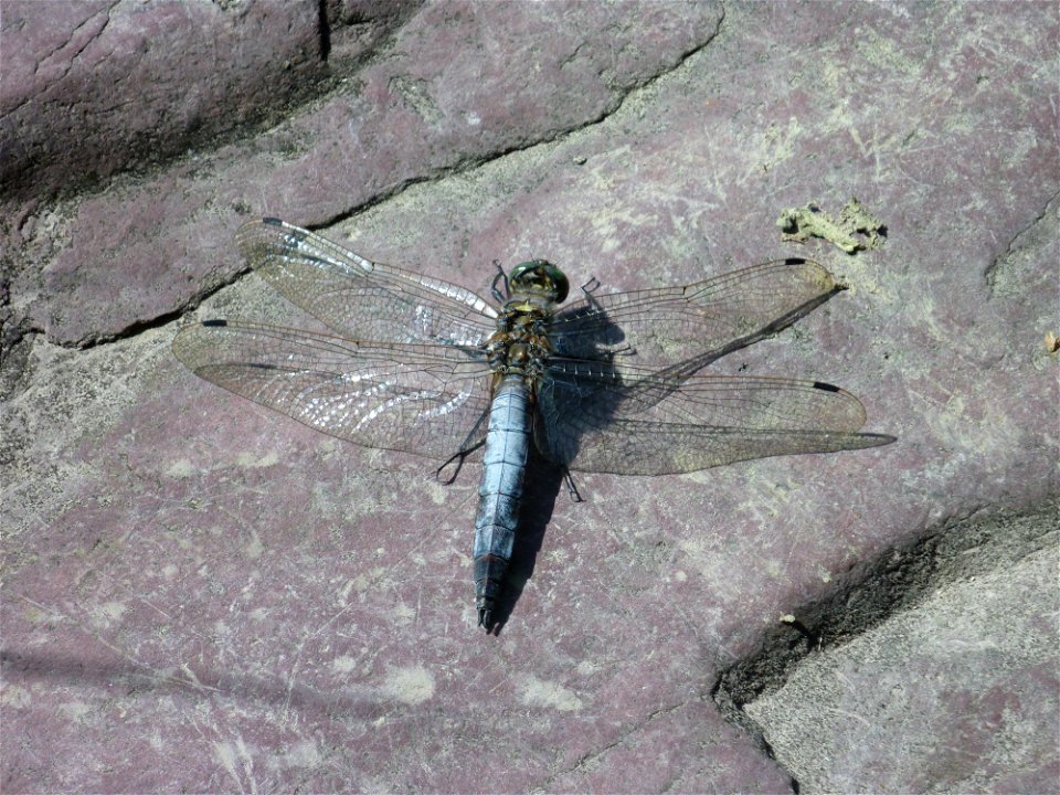 Orthetrum cancellatum, male, photo taken at the Bettenauer Weiher, Canton SG, Switzerland