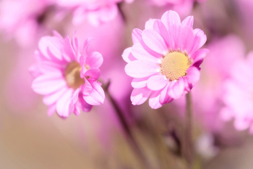 Flora petals pistil