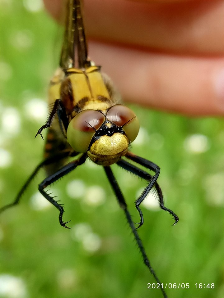 Black-tailed Skimmer (Orthetrum cancellatum) photo