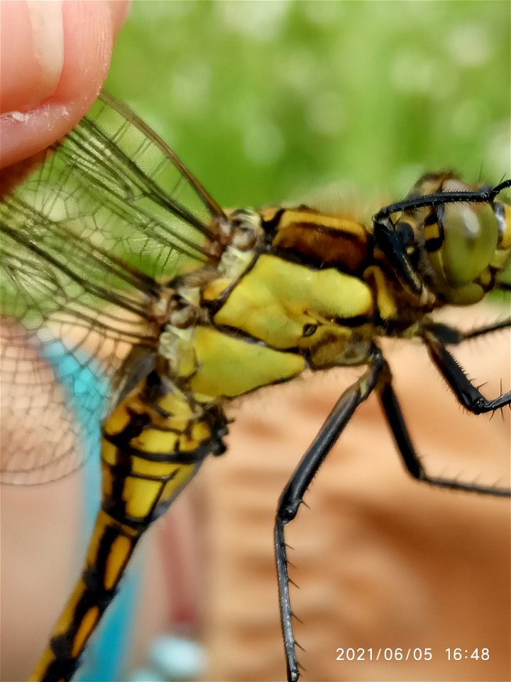 Black-tailed Skimmer (Orthetrum cancellatum)