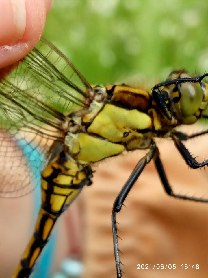 Black-tailed Skimmer (Orthetrum cancellatum) photo