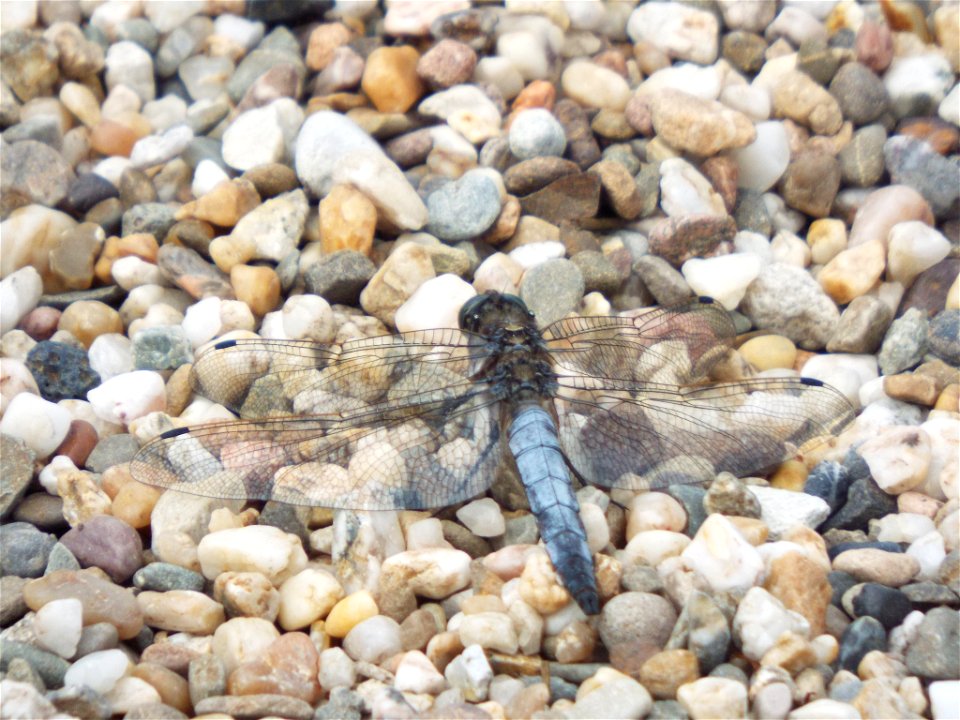 Black-tailed Skimmer (Orthetrum cancellatum) photo