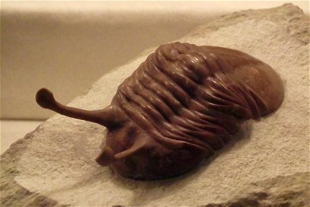 Asaphus (Neoasaphus) kowalewskii fossil on display at the San Diego County Fair, California, USA.