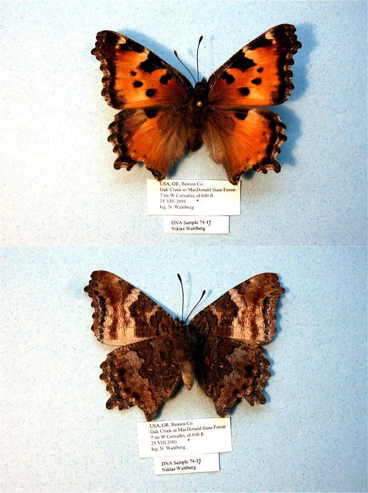 UNITED STATES OF AMERICA.  Benton Co., OR,    <a href="http://nymphalidae.utu.fi/story.php?code=NW74-15" rel="nofollow">see in our database</a>