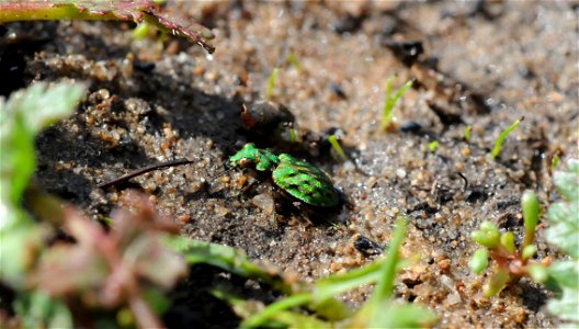 Elaphrus viridis or Delta Green Ground Beetle