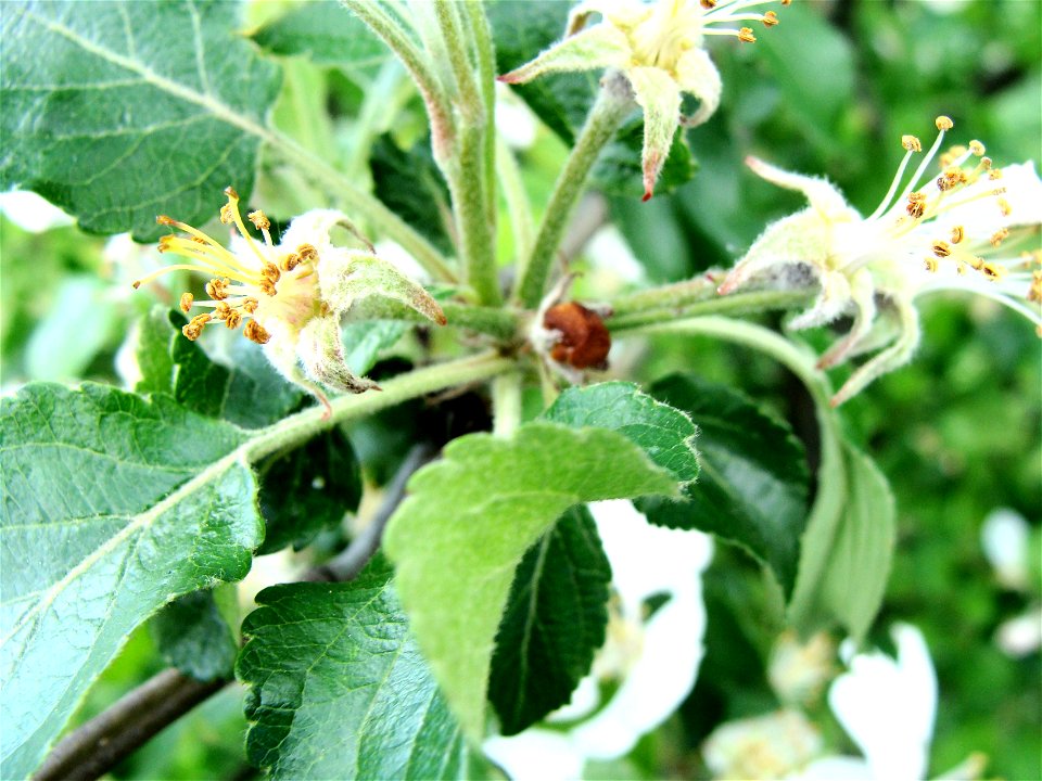 Anthonomus pomorum or Anthonomus cinctus