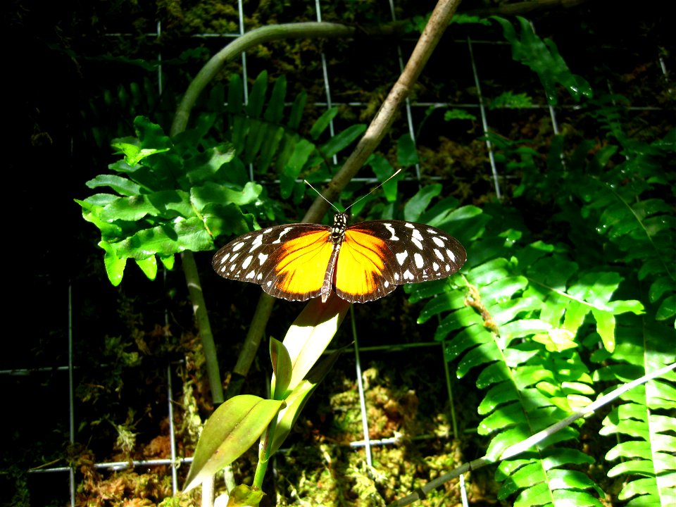 Hecale Longwing butterfly, Heliconius hecale
