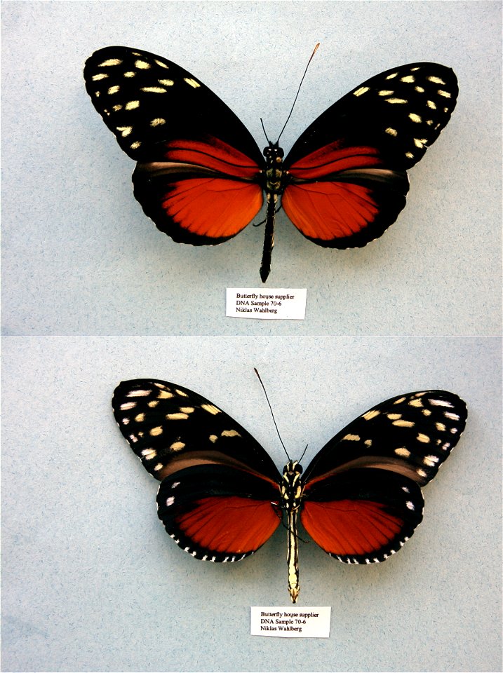 Butterfly house supplier.   MPE 2003, BJLS 2005, PRS 2005, MPE 2006, Sys Bio 2008, PRS 2009, PRS 2012,  Phylogenomics, Exemplar, PBStest, Lepidoptera,  <a href="http://nymphalidae.utu.fi/story.php?