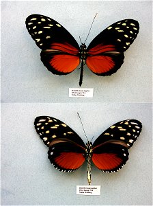 Butterfly house supplier.   MPE 2003, BJLS 2005, PRS 2005, MPE 2006, Sys Bio 2008, PRS 2009, PRS 2012,  Phylogenomics, Exemplar, PBStest, Lepidoptera,  <a href="http://nymphalidae.utu.fi/story.php?