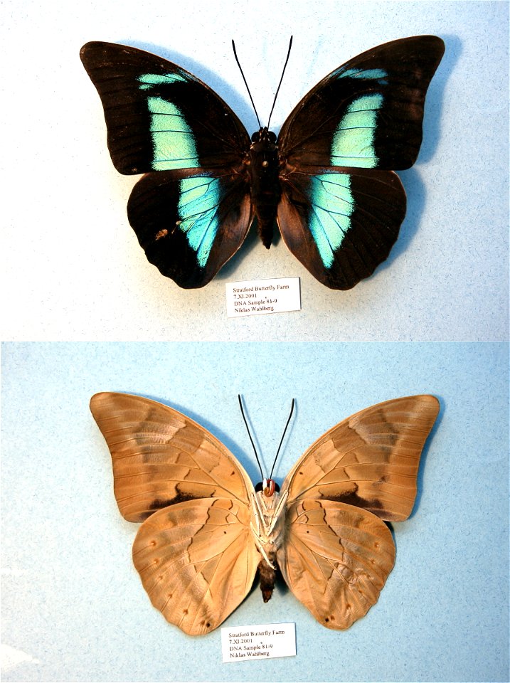 Stratford Butterfly Farm, UK.   MPE 2003, MPE 2006, Biol.Lett.2008, Sys Bio 2008, MPE 2009, PRS 2009, BJLS2010,  Phylogenomics, Exemplar,  <a href="http://nymphalidae.utu.fi/story.php?code=NW81-9" 