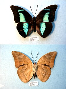 Stratford Butterfly Farm, UK.   MPE 2003, MPE 2006, Biol.Lett.2008, Sys Bio 2008, MPE 2009, PRS 2009, BJLS2010,  Phylogenomics, Exemplar,  <a href="http://nymphalidae.utu.fi/story.php?code=NW81-9" 