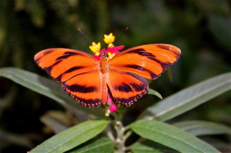 Photo of Dryadula Phaetusa taken in "Butterfly house", Wien
