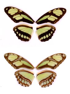 PANAMA.   Beltran et al 2007. BJLS, in press,  Exemplar,  <a href="http://nymphalidae.utu.fi/story.php?code=STRI-B-690" rel="nofollow">see in our database</a>