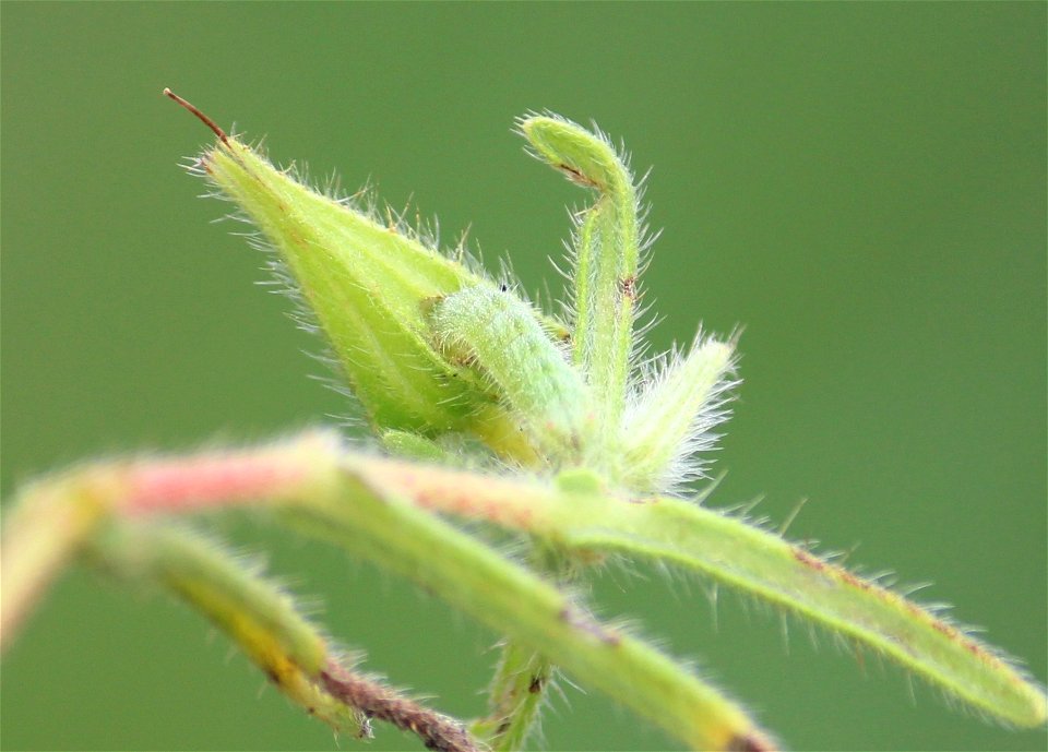 Trichodesma indicum is the plant