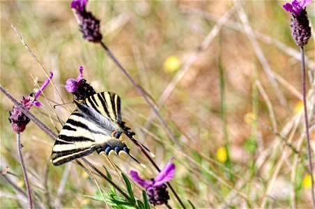 La podalirio ibérica (Iphiclides feisthamelii) es una mariposa de la familia Papilionidae .

Su tamaño oscila entre 35 y 42 mm en el borde del ala anterior. Las alas delanteras son de color blanco-ama