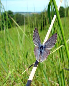 Image title: Blue butterfly icaricia icarioides fenderi Image from Public domain images website, http://www.public-domain-image.com/full-image/fauna-animals-public-domain-images-pictures/insects-and-b photo