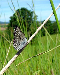 Image title: Endangered fenders blue butterfly icaricia icarioides fenderi
Image from Public domain images website, http://www.public-domain-image.com/full-image/fauna-animals-public-domain-images-pic